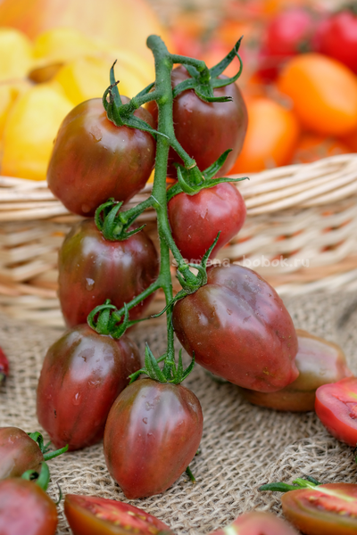 Томат Лукум, 10 шт