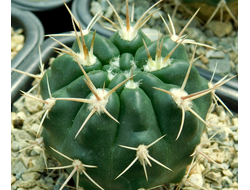 Gymnocalycium bruchii v. niveum VG 536