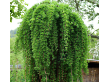 Лиственница европейская Пули на штамбе 120см.