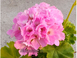 Пеларгония ERA's Silva