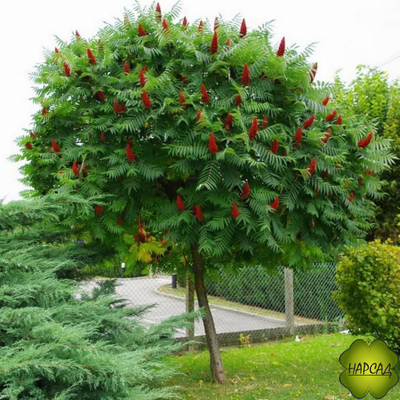 СУМАХ. ЭФФЕКТНАЯ ЛИСТВА И ЦВЕТЕНИЕ