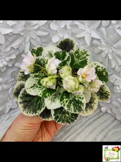 ЛЕ-Элли (Е. Лебецкая)