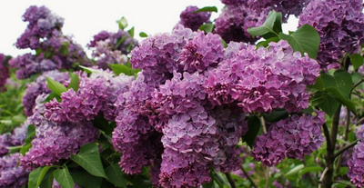 сирень обыкновенная