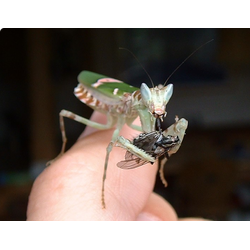 Индийский цветочный богомол (Creobroter pictipennis)