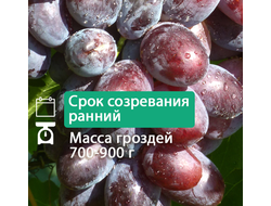 Эмир
