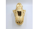 xenosmilus, череп, саблезубая кошка, ксеносмилус, смилодон,  hodsonae, smilodon, вымерший, кошка
