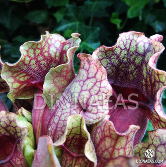 Sarracenia Venosa