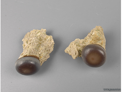 Зуб костной рыбы Pycnodus sp., на породе. Россия. 30*20*13мм и 25*22*12мм