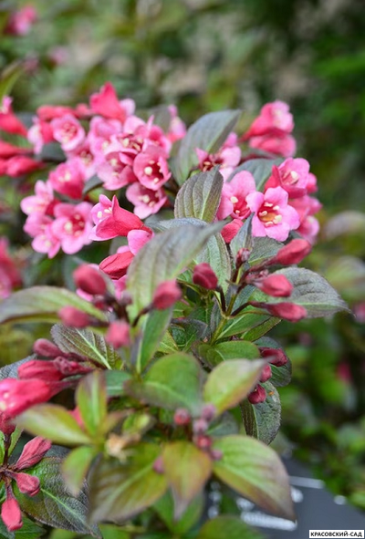 Вейгела цветущая Танго фото цветов крупным планом красовский-сад.рф
