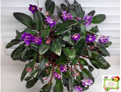 Senk's Azalea Trail (R.Follett/D.Senk) (9845) 01/30/2008 трейлер