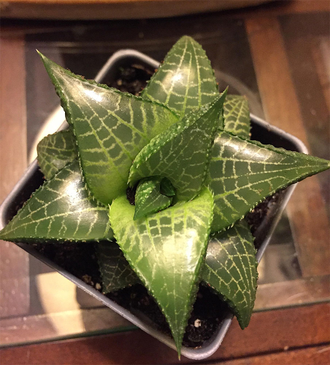 Haworthia tesselata (Хавортия шахматная)