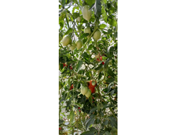 Томат Анастасия Ушакова