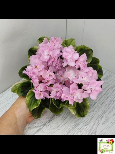 РС-Утренний Пляж (С. Репкина) 2020 г. (клакамас с кроновой пестролистностью)