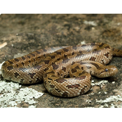 Королевская змея красивобрюхая