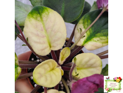 ЕК-Лампа Желаний (Е. Коршунова) 2021 г.