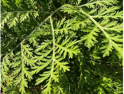 Полынь однолетняя (Artemisia annua) (5 мл) - 100% натуральное эфирное масло