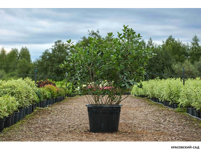 Арония черноплодная - Arónia melanocárpa