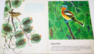 Чаплина В. Птицы в нашем лесу. Худ. В. Федотов. М.: Малыш. 1983.