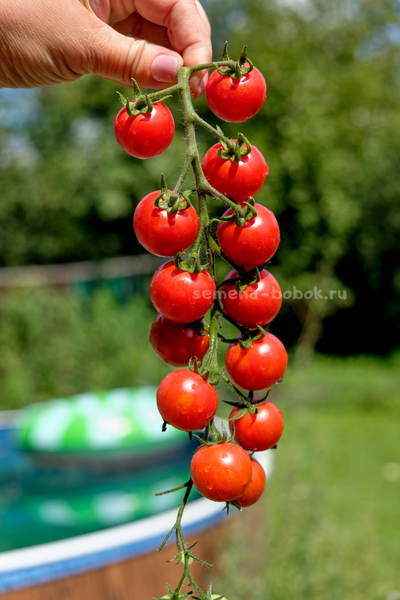 Томат-черри  Красная Вишня, 10 шт