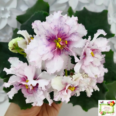 РМ-Ягодный Мармелад (Н.Скорнякова) 2019 г.