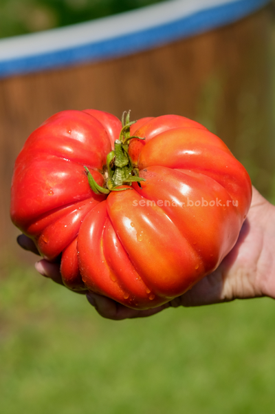 Томат Гигант Фарина, 10 шт