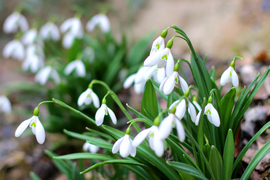 Треккинг тур на 8 марта "Крымский подснежник"