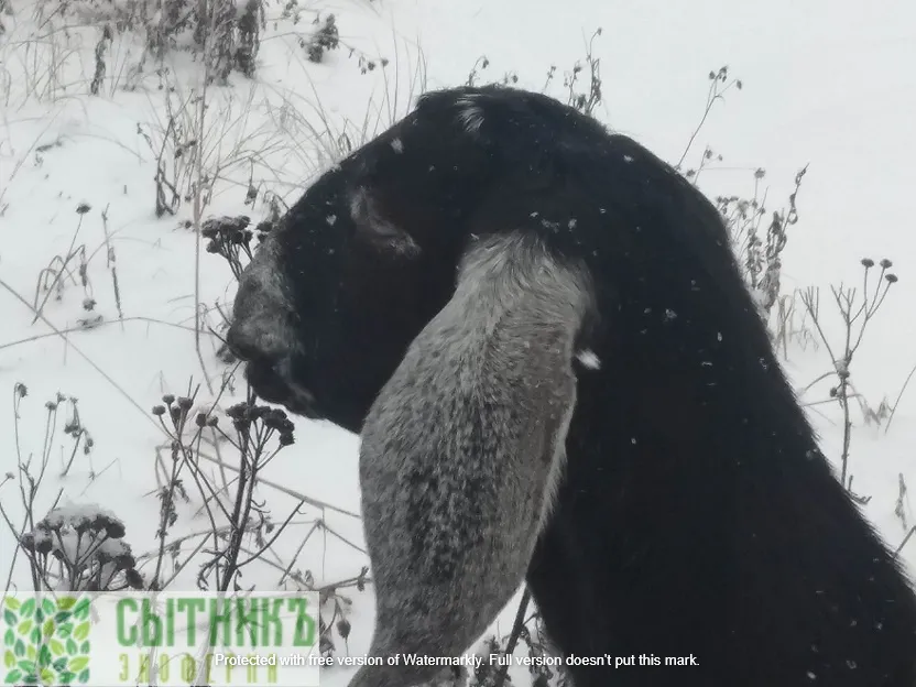 Козы из Нубии наслаждаются луговыми цветами