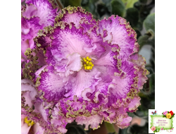 ЛЕ-Пряная Корица (Е. Лебецкая) 2020 г.