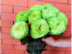 САДОВЫЕ РОЗЫ ПРЕМИУМ КЛАССА