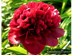 Пион Jean E.Bockstoce (Джин Е.Бокстос)