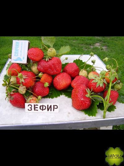 КЛУБНИКА "ЗЕФИР" (РАННЯЯ, ДЕСЕРТНЫЙ ВКУС И ВОСХИТИТЕЛЬНЫЙ АРОМАТ)