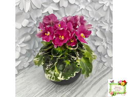 ЛЕ-Фруктовая Мармеладка (Е.Лебецкая) 2017 г. (лист укоренённый)