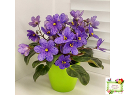 Winnie The Pooh (LLG/Sorano) (пасынок-стартер укоренённый)