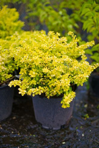 Барбарис Тунберга Бонанза Голд (Berberis thunbergii Bonanza Gold)