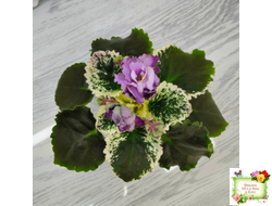 Nik-Магический Туман (Н. булко) 2024 г.