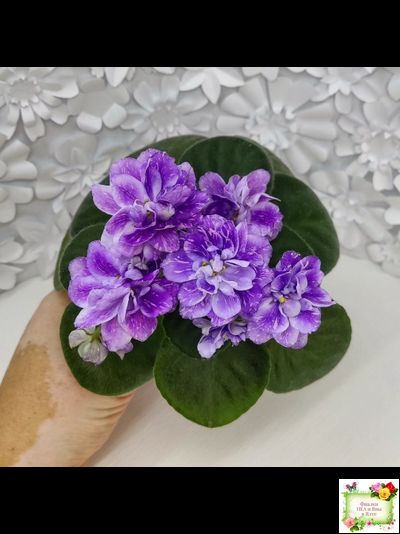 АВ-В Краю Единорогов (Фиалковод) 2020 г.