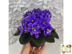 Н-Млечный Путь (Н. Бердникова)