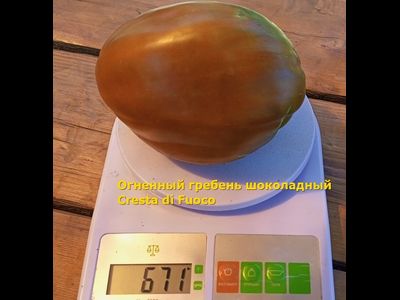 Томат Огненный гребень (Cresta di Fuoco) шоколадный, Италия