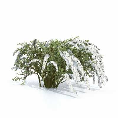 Спирея серая Вангутта
