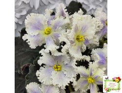 РМ-Золотой Берилл (Н.Скорнякова)