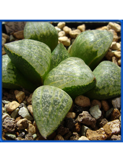 Haworthia picta v. janvlokii VDV 055