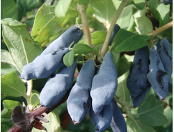 Нимфа(жимолость), 2года, ЗКС