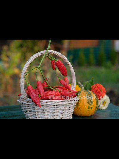 Перец сладкий Baccatum Pepper CAP 455 (Баккатум Кап 455), 10 шт