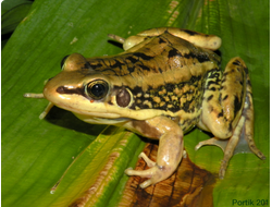 ЗОЛОТОСПИННАЯ ЛЯГУШКА