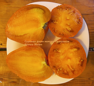 Томат Суровая Дыня немцев Поволжья (Severe Melon)