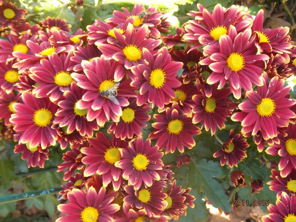 Долли.
Селекция НБС