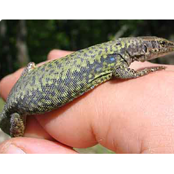 Ящерица скальная Браунера (Darevskia brauneri)