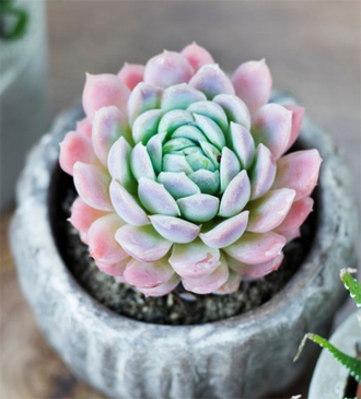 Эхеверия Зоннестраал Розовая - Echeveria Zonnestraal Pink