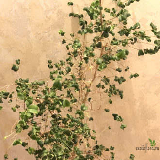 Ficus Benjamina Baroc / Фикус Бенджамина Барок