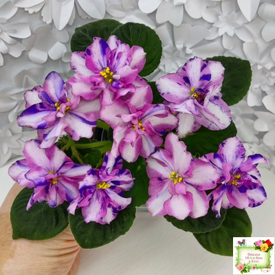 МК-Ветер Перемен Люкс химера (пасынок укоренённый из цветоноса)